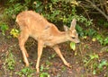 Fawn Royalty Free Stock Photo