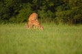 Fawn Royalty Free Stock Photo