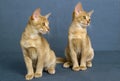 Fawn Abyssinian Domestic Cat, Kitten sitting against Blue Background