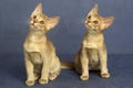 Fawn Abyssinian Domestic Cat, Kittens