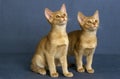 Fawn Abyssinian Domestic Cat, Kittens against Blue Background