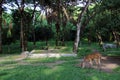 A Fawn in Alas Purwo national park