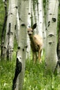 Fawn in aspen forrest