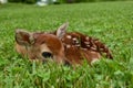 The fawn