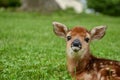 The fawn