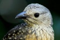 Fawn-breasted bowerbird Royalty Free Stock Photo
