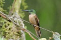 Fawn-breasted Brillant Hummingbird Royalty Free Stock Photo