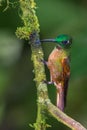 Fawn Breasted Brilliant