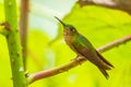 Fawn-breasted Brilliant - Heliodoxa rubinoides