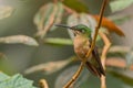 Fawn-breasted Brilliant - Heliodoxa rubinoides