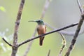 Fawn-breasted Brilliant