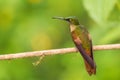 Fawn-breasted Brilliant - Heliodoxa rubinoides