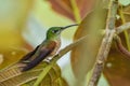 Fawn-breasted Brilliant - Heliodoxa rubinoides