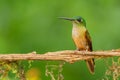 Fawn-breasted Brilliant - Heliodoxa rubinoides