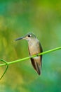 Fawn-breasted Brilliant, Heliodoxa rubinoides, hummingbird from Ecuador. Cute bird sitting on a beautiful green flower, tropical f