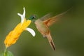 Fawn-breasted Brilliant, Heliodoxa rubinoides, sucking sweet nectar from white and yellow flower, Tandayapa, Ecuador