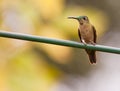 Fawn-breasted Brilliant Hummingbird