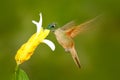 Fawn-breasted Brilliant Hummingbird, Heliodoxa rubinoides, with clear green background in Ecuador. Hummingbird in the nature habit