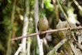 Fawn-breasted Brilliant hummingbird (Heliodoxa rubinoides)