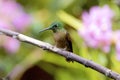 Fawn-breasted Brilliant 844373