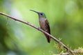 Fawn-breasted Brilliant 843943