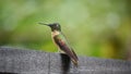 Fawn-breasted Hummingbird, Heliodoxa rubinoides, close up in Ecuador