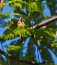A Fawn-breasted Tanager
