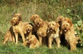 Fawn Brittany Griffon or Griffon Fauve de Bretagne Dog Royalty Free Stock Photo