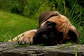 Fawn Cane corso puppy, 8 weeks Royalty Free Stock Photo