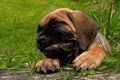 Fawn Cane corso puppy, 8 weeks Royalty Free Stock Photo