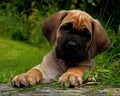 Fawn Cane corso puppy, 8 weeks Royalty Free Stock Photo