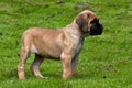 Fawn Cane corso puppy, 8 weeks Royalty Free Stock Photo