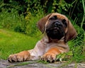 Fawn Cane corso puppy, 8 weeks Royalty Free Stock Photo