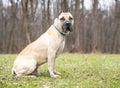 A fawn colored Cane Corso mastiff dog