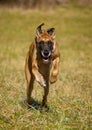 Running great dane Royalty Free Stock Photo