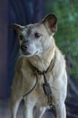 Fawn colored mixed breed dog.  Dog and countryside. Village dog resting.  Adult village dog on farm Royalty Free Stock Photo