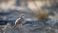 Fawn-coloured Lark (Calendulauda africanoides) Kgalagadi Transfrontier Park, South Africa