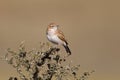 Fawn-coloured Lark