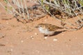 Fawn coloured lark hunting for an inset