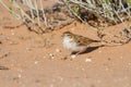 Fawn coloured lark hunting for an inset in red Kalahari sand
