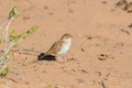 Fawn coloured lark hunting for inset in red sand