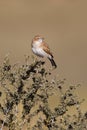 Fawn-coloured Lark