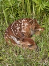 Fawn curled up in the grass Royalty Free Stock Photo