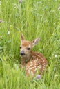 Fawn Curled up in Grass with Spots Showing Royalty Free Stock Photo