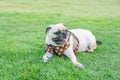 The fawn cute puppy pug dog sitting rest on grass field. Royalty Free Stock Photo