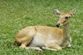 Fawn deer Royalty Free Stock Photo