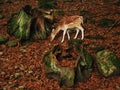 Fawn deer in forest