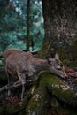 Fawn deer in Nara Park, Japan