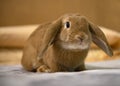 Fawn dwarf ram rabbit at home Royalty Free Stock Photo