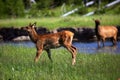 Fawn elk near stream mom in background